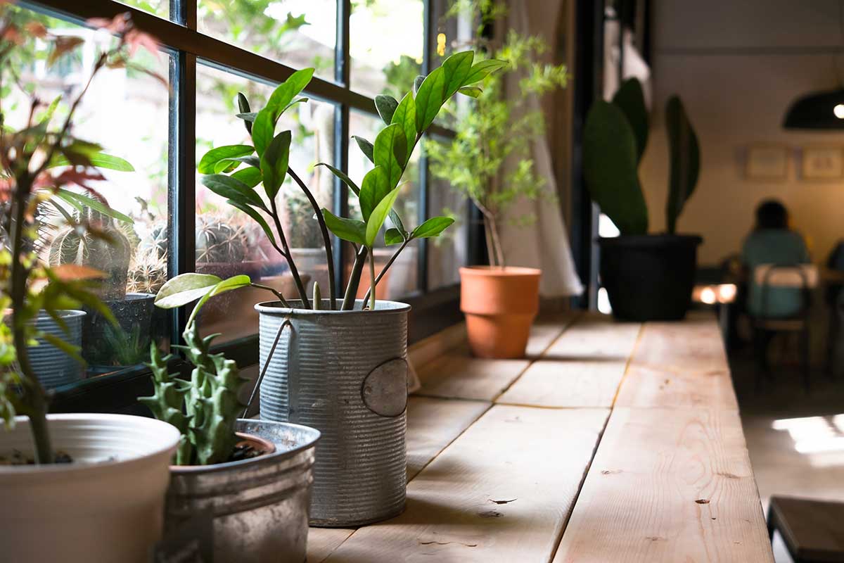 17 Easy To Maintain Hardy Indoor Plants Endeavour Homes 